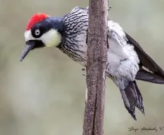 Melanerpes formicivorus