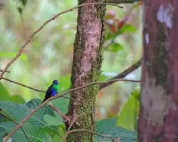 Thalurania colombica