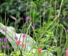 Anthracothorax prevostii