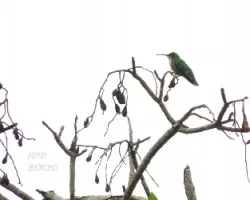 Anthracothorax prevostii