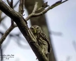 Glaucidium brasilianum