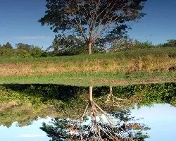 Reflejo de árbol