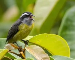 Coereba flaveola
