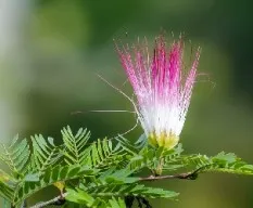 Albizia julibrissin