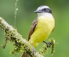 Pitangus sulphuratus