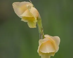 Gladiolus sp