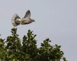 Patagioenas fasciata