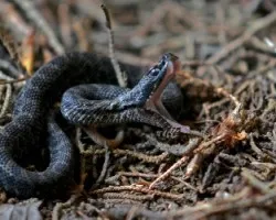 Crotalus triseriatus