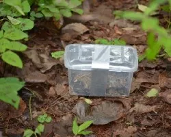 Crotalus triseriatus