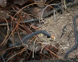 Crotalus triseriatus