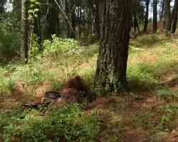 Crotalus triseriatus