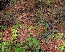 Crotalus triseriatus