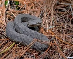 Crotalus triseriatus