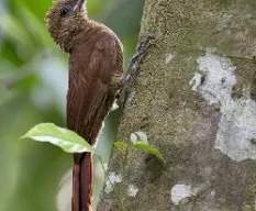 Dendrocolaptes sanctithomae