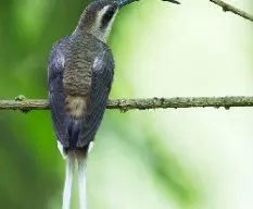 Phaethornis longirostris