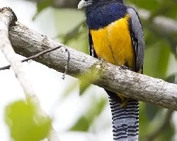 Trogon caligatus
