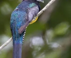 Trogon caligatus