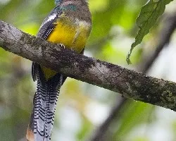 Trogon rufus