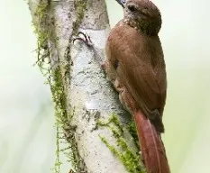 Glyphorynchus spirurus