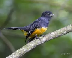 Trogon caligatus