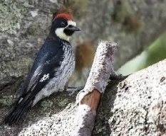 Melanerpes formicivorus