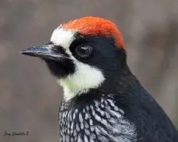 Melanerpes formicivorus