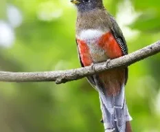 Trogon collaris