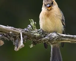 Mitrephanes phaeocercus