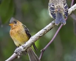 Mitrephanes phaeocercus