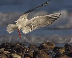Larus ridibundus