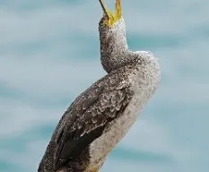 Phalacrocorax carbo