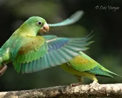 Brotogeris jugularis