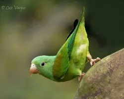 Brotogeris jugularis