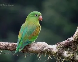 Brotogeris jugularis