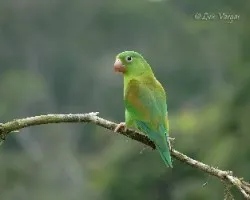 Brotogeris jugularis