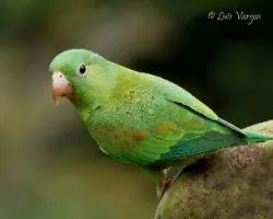 Brotogeris jugularis