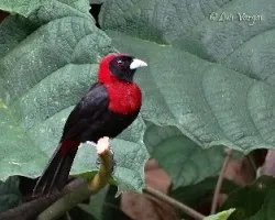Ramphocelus sanguinolentus