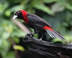 Ramphocelus sanguinolentus