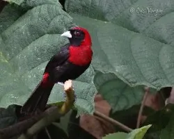 Ramphocelus sanguinolentus