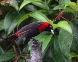 Ramphocelus sanguinolentus