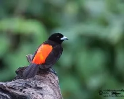 Ramphocelus costaricensis