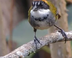 Arremon brunneinucha