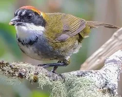 Arremon brunneinucha