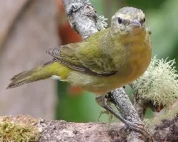 Oreothlypis peregrina