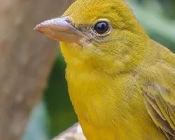 Piranga rubra