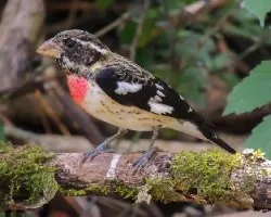 Pheucticus ludovicianus