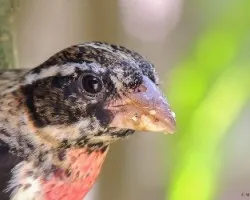 Pheucticus ludovicianus