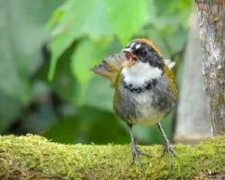 Arremon brunneinucha