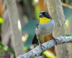 Atlapetes albinucha
