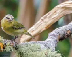 Oreothlypis peregrina